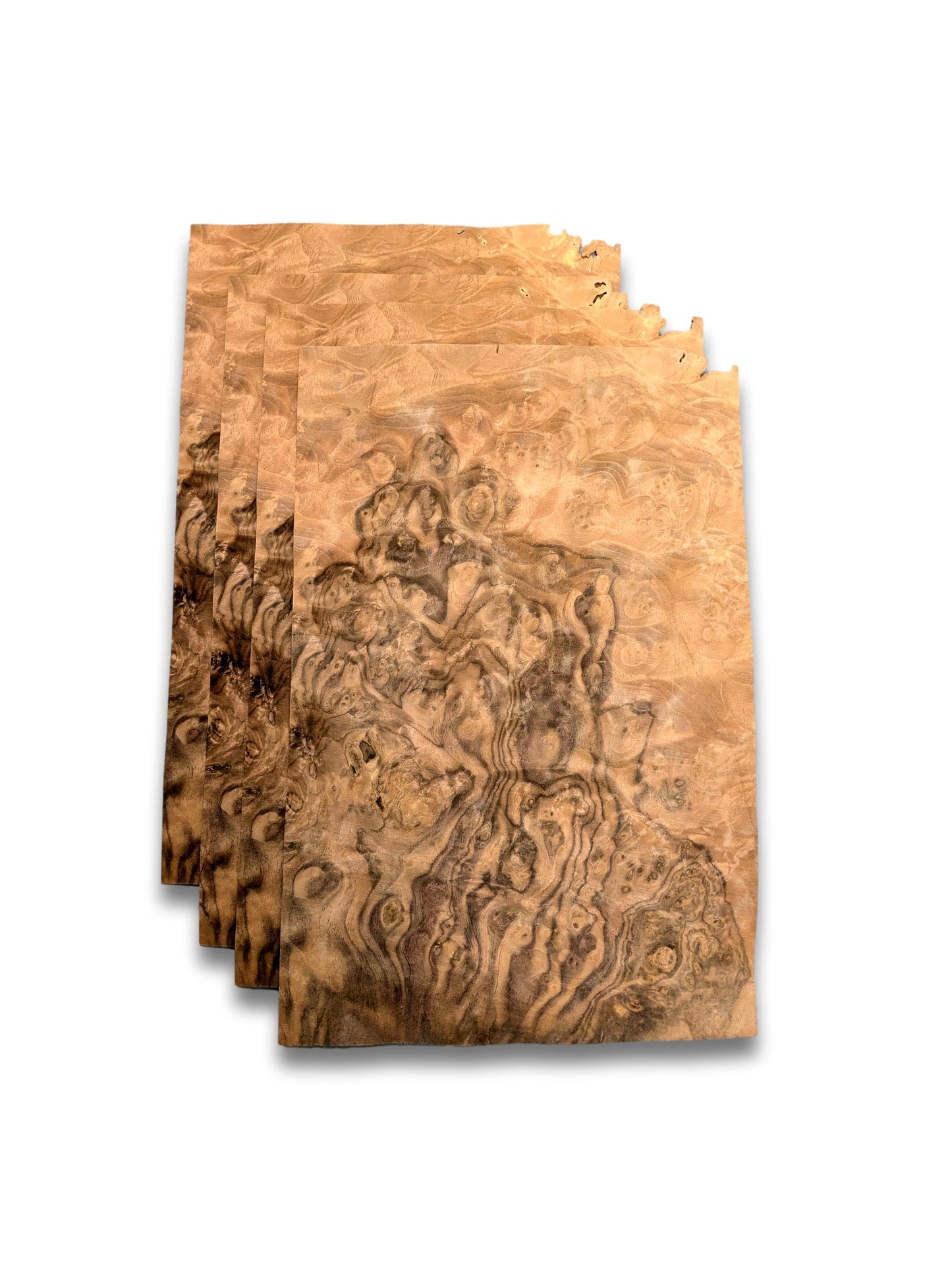 Walnoot wortelfineer | 4 vel | 35x24 cm