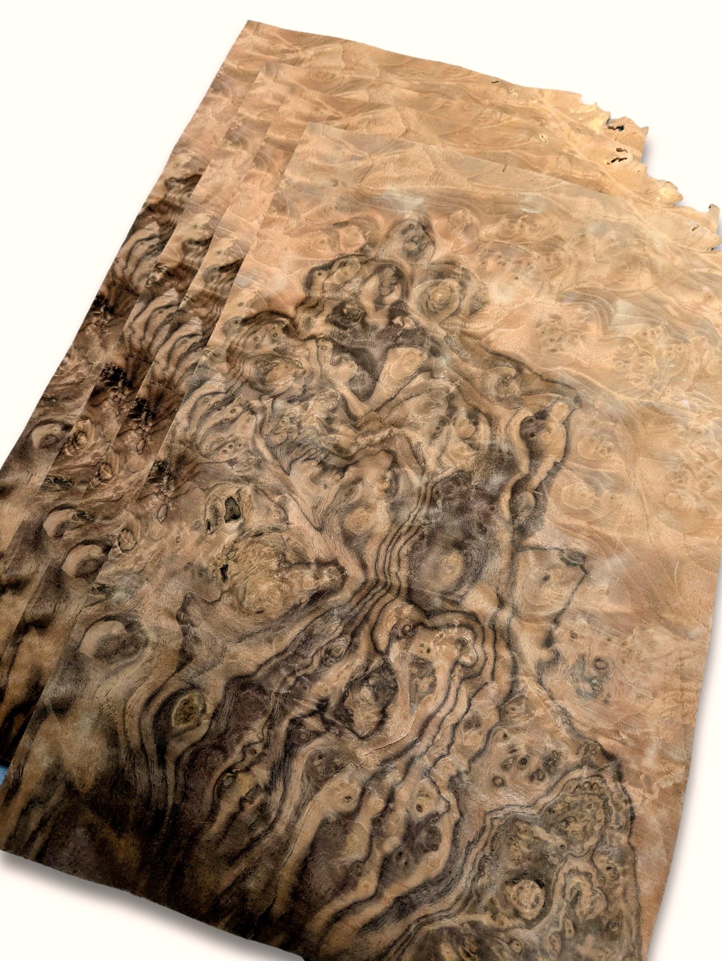 Walnoot wortelfineer | 4 vel | 35x24 cm