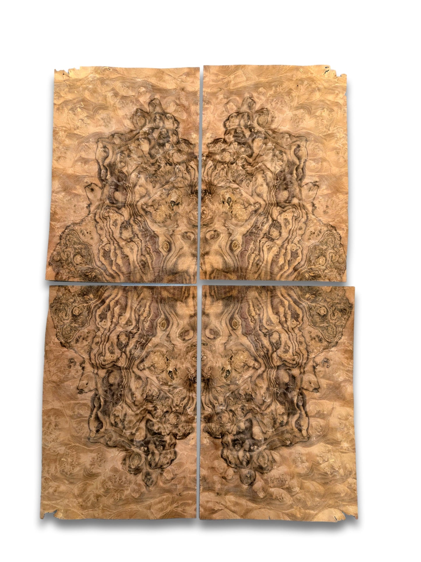 Walnoot wortelfineer | 4 vel | 35x24 cm
