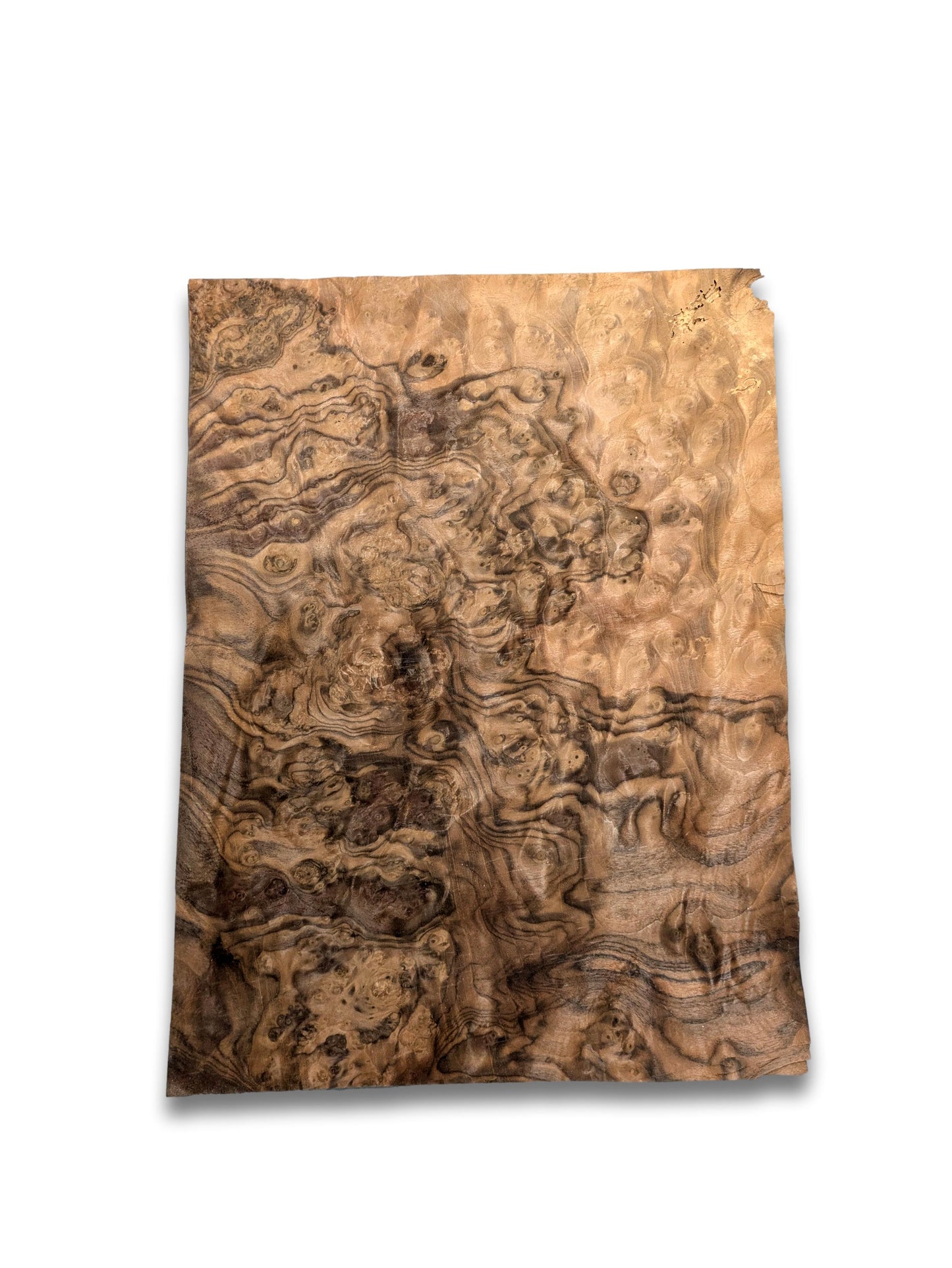 Walnoot wortelfineer | 45x33 cm