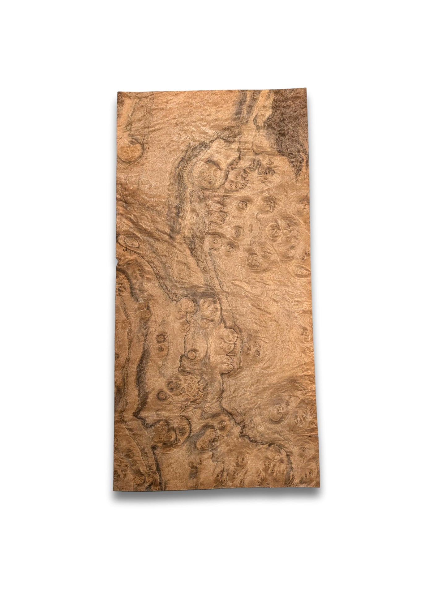 Walnoot wortelfineer | 49x23 cm