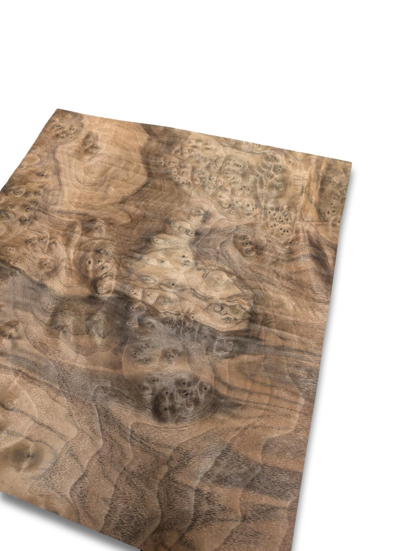 Walnoot wortelfineer | 29x30 cm