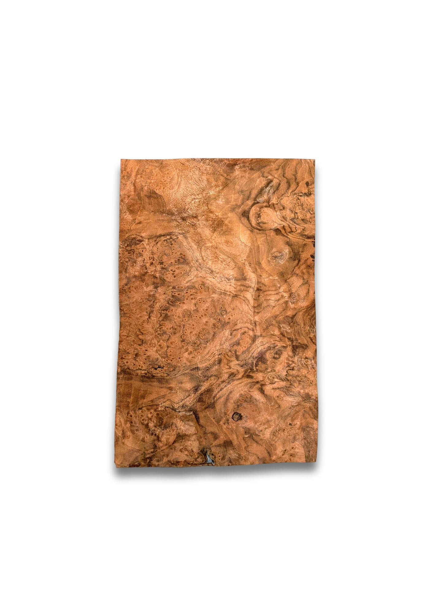 Walnoot wortelfineer | 30x19 cm