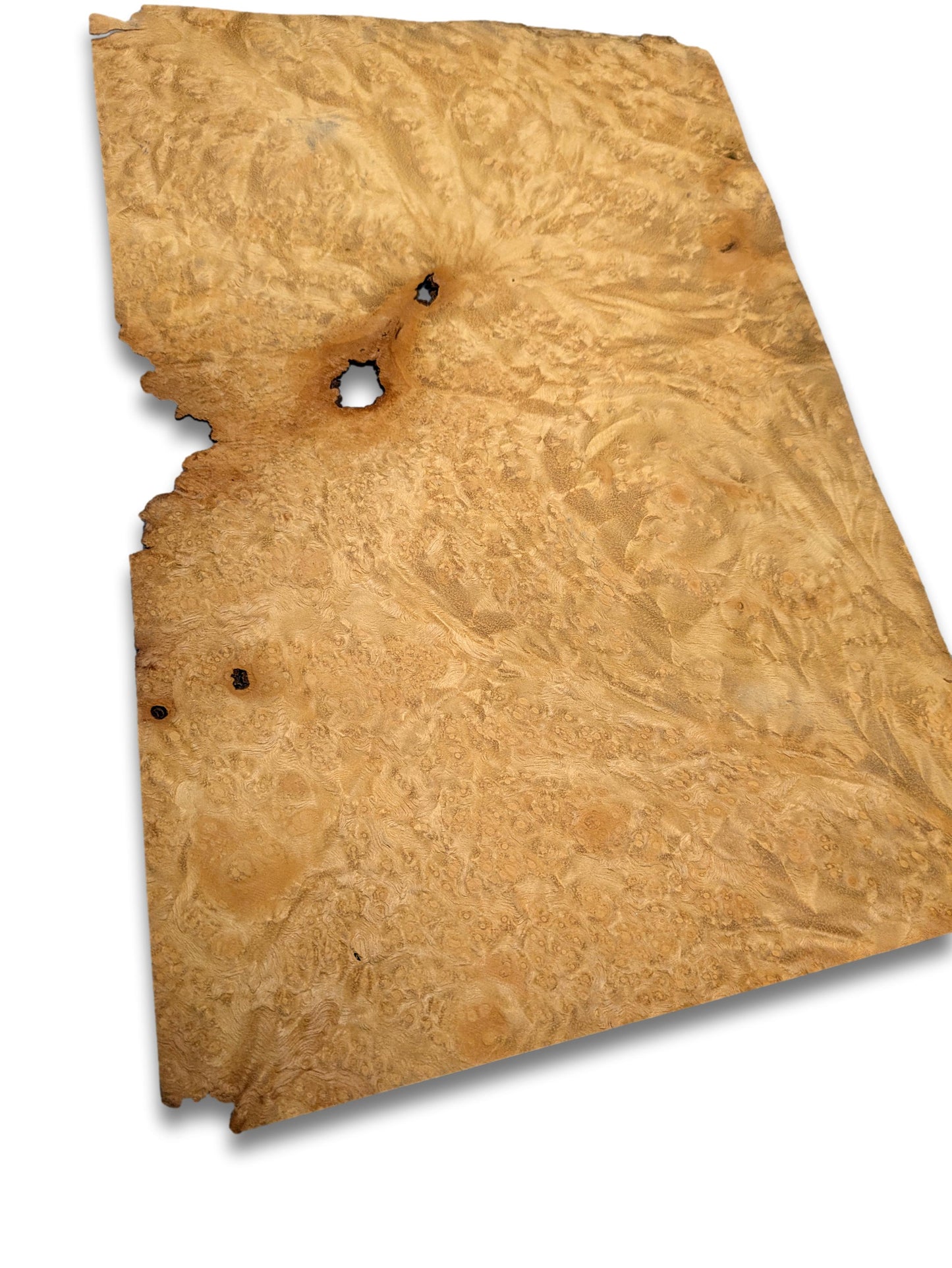 Madrona (goud) wortelfineer | 31x20 cm