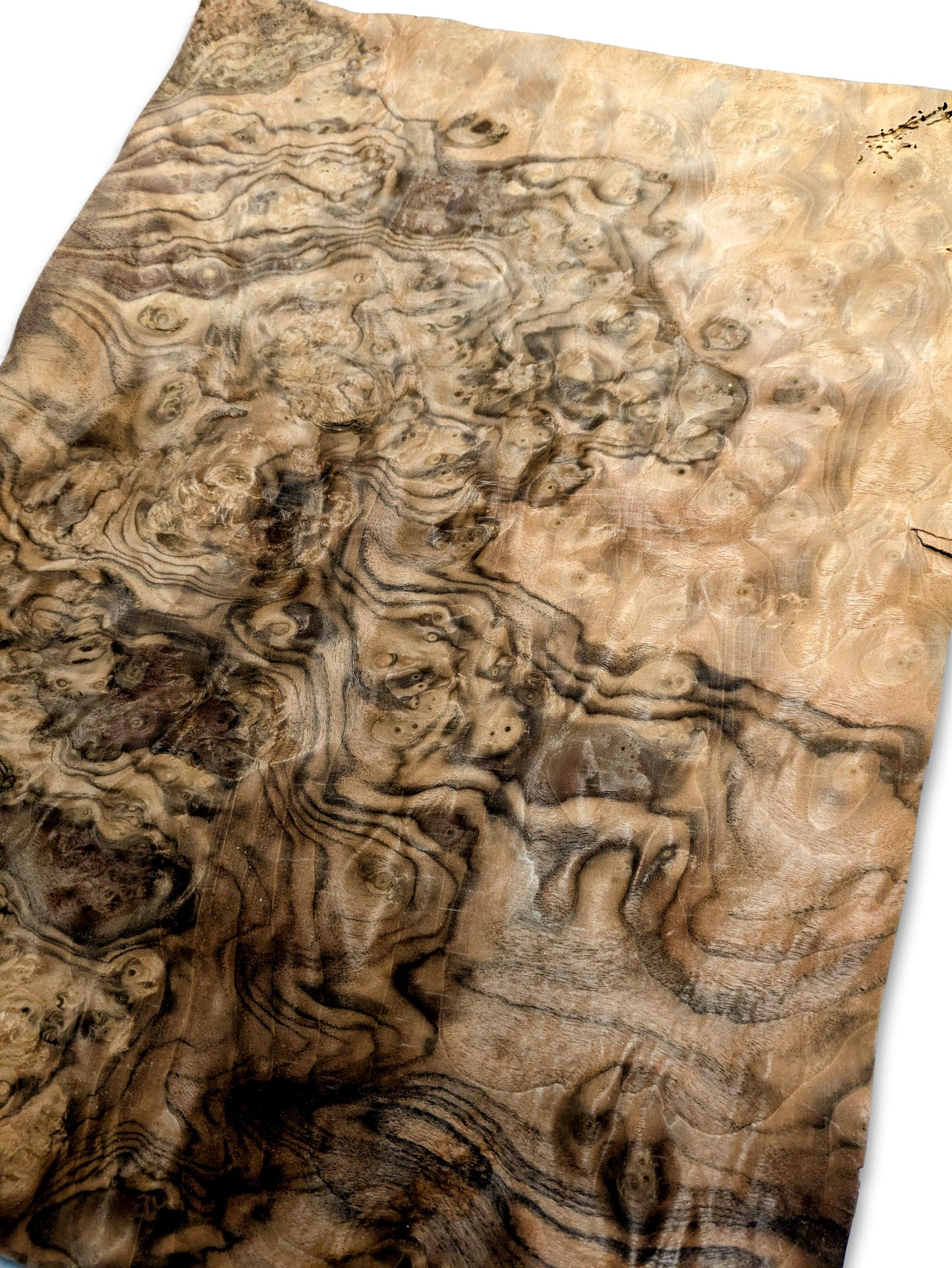 Walnoot wortelfineer | 45x33 cm