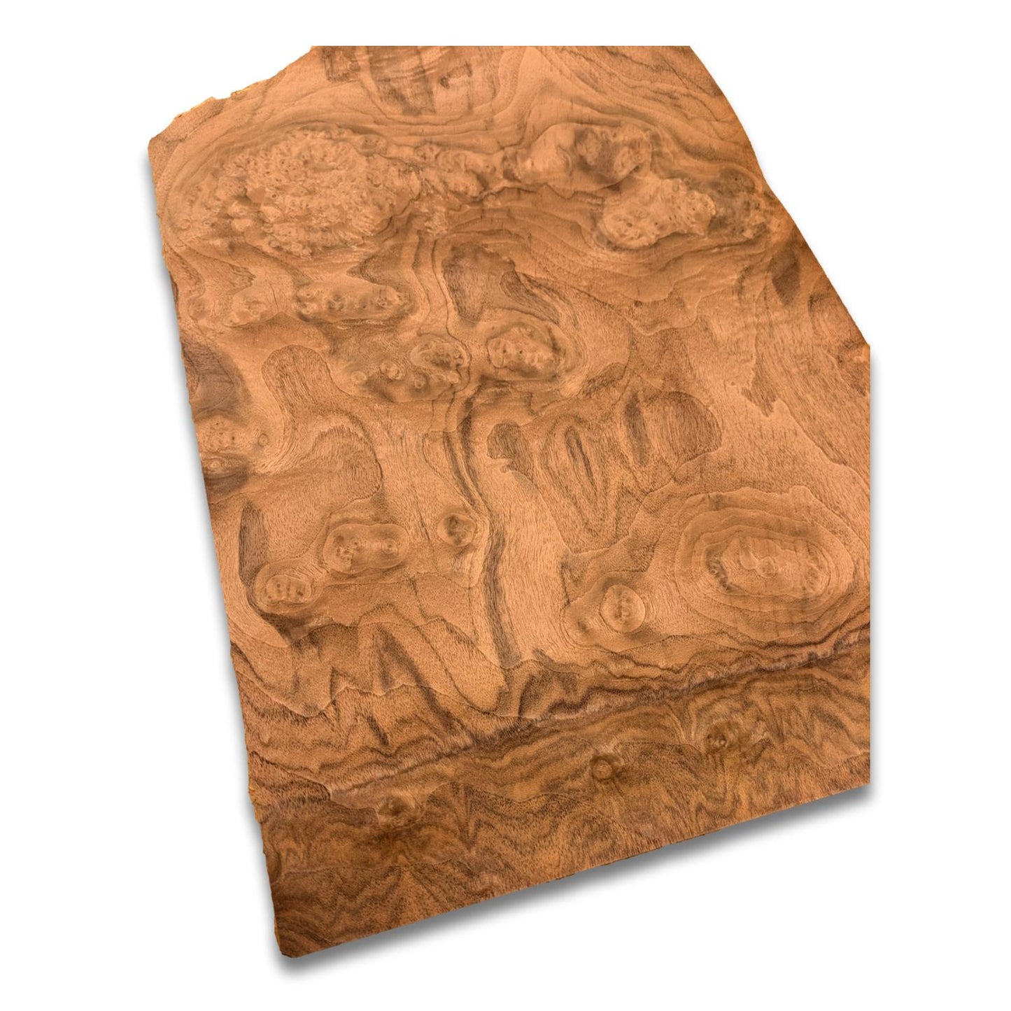 Walnoot wortelfineer | 47x30 cm