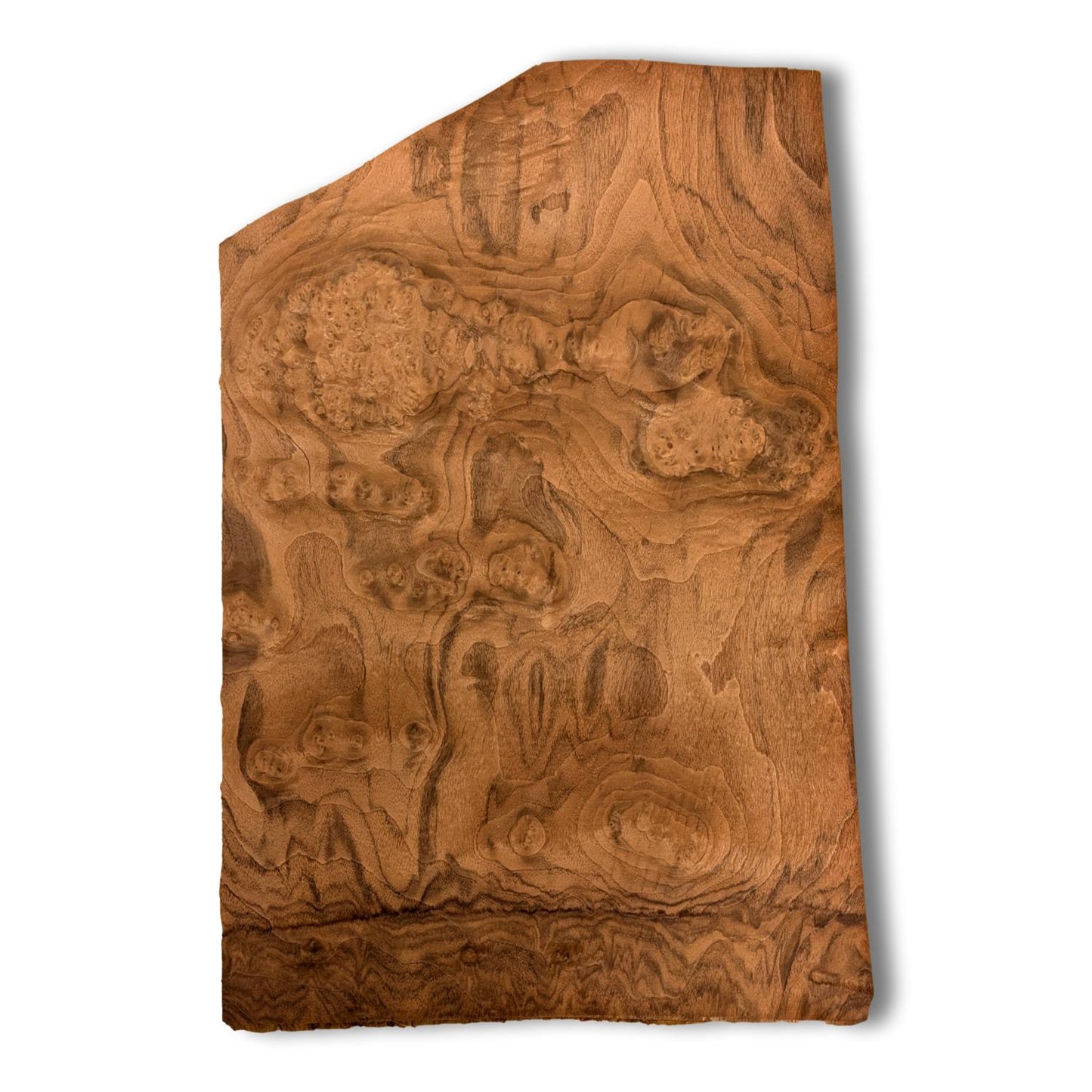 Walnoot wortelfineer | 47x30 cm