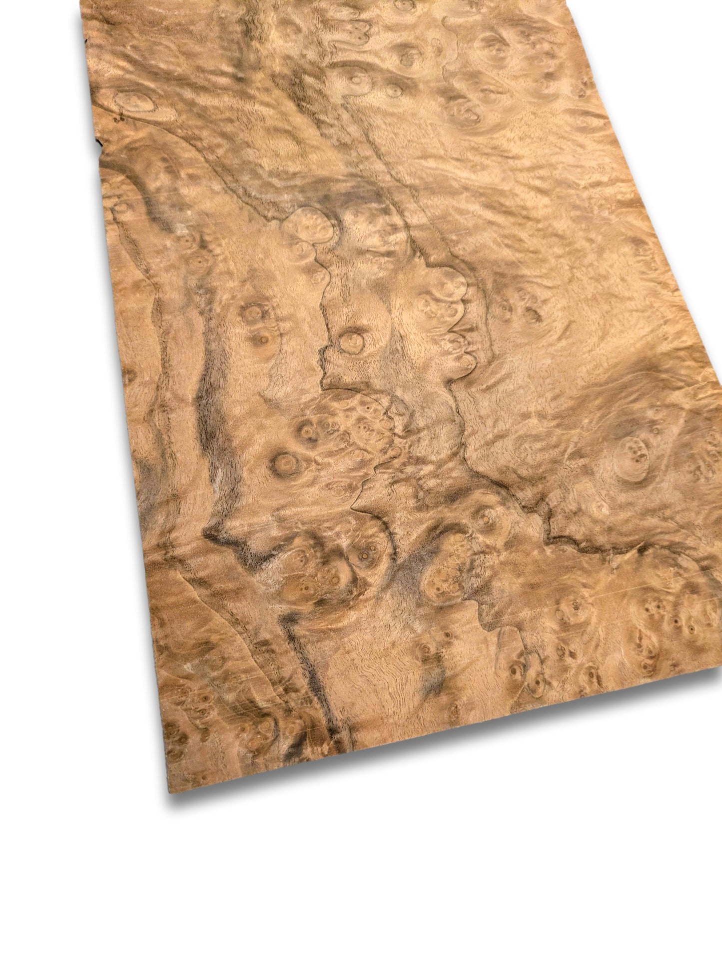 Walnoot wortelfineer | 49x23 cm