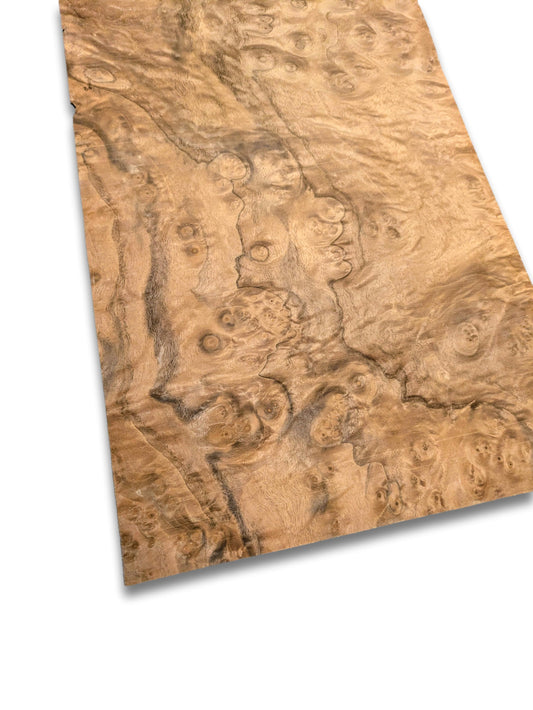 Walnoot wortelfineer | 49x23 cm