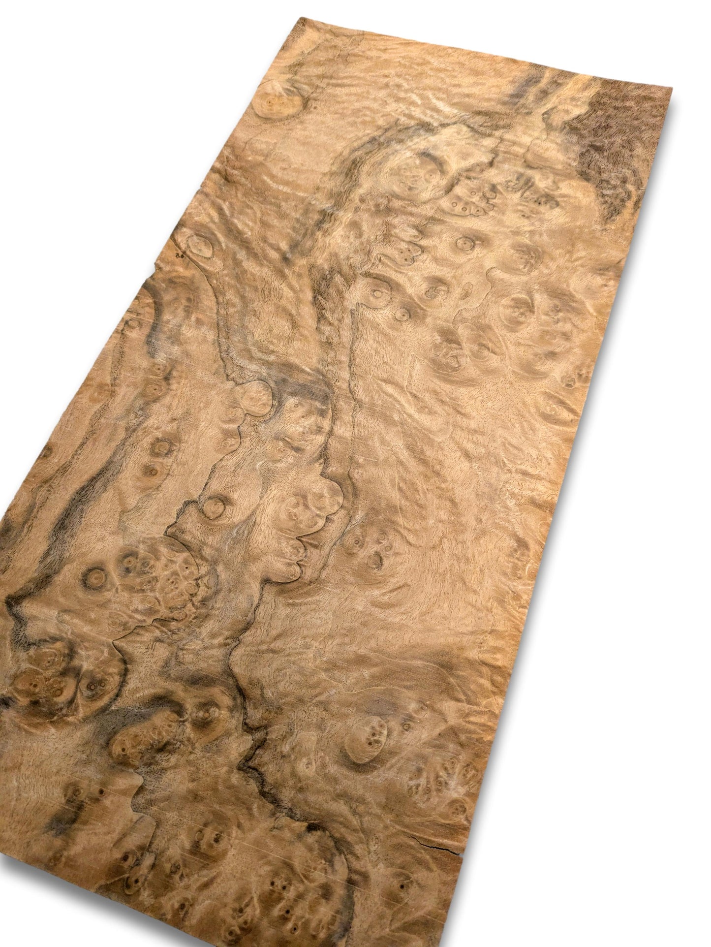 Walnoot wortelfineer | 49x23 cm